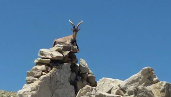 Puerto de Candeleda-Refugio del Rey